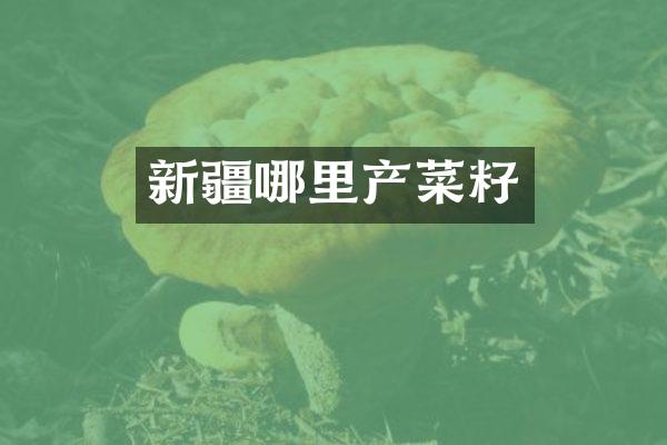 新疆哪里产菜籽